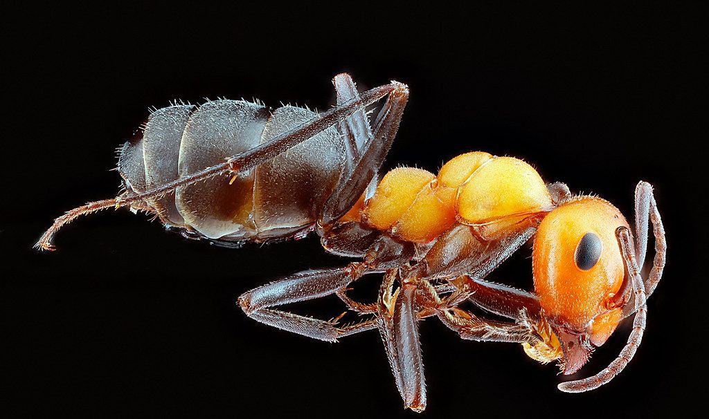 Ant Control service in Wilmington, NC