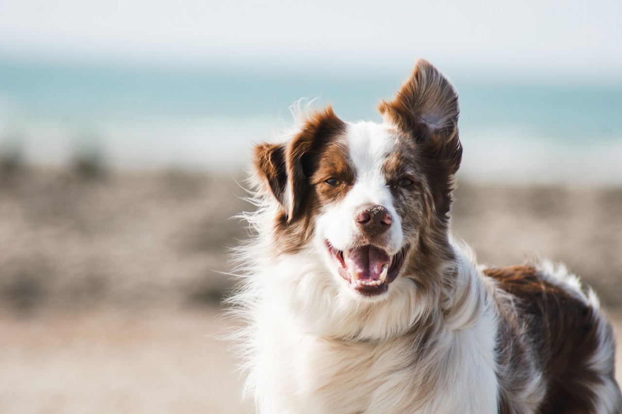 Flea & Tick Control service in Wilmington, NC
