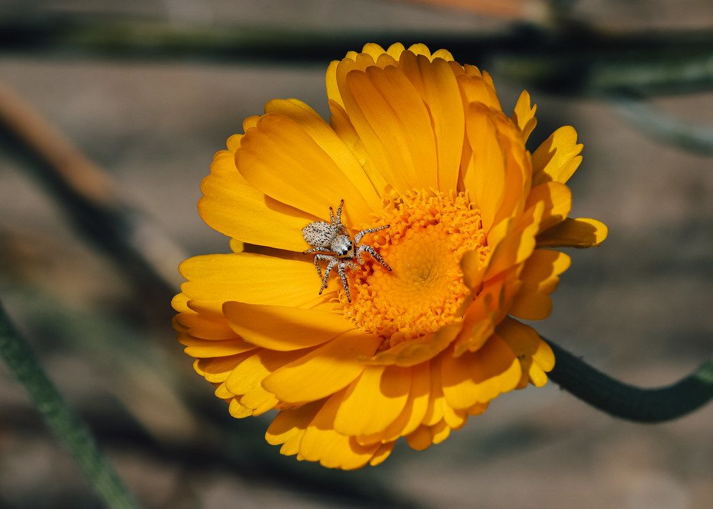 Spider Control service in Wilmington, NC